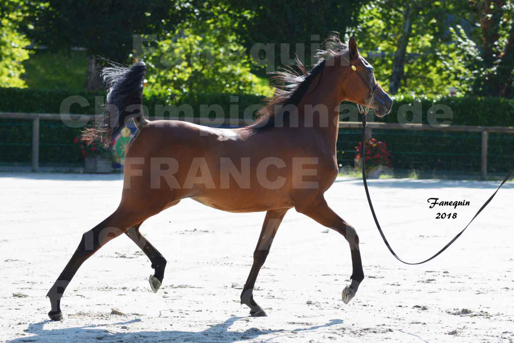 Championnat de FRANCE de chevaux Arabes à Pompadour en 2018 - BO AS ALEXANDRA - Notre Sélection - 37