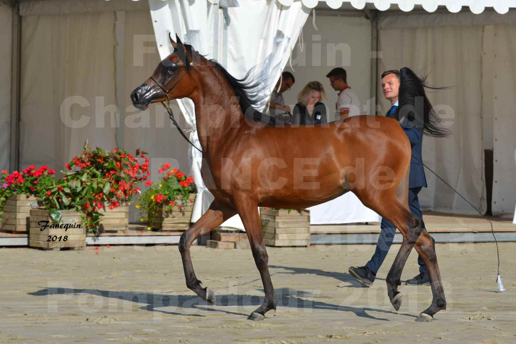 Championnat de FRANCE de chevaux Arabes à Pompadour en 2018 - BO AS ALEXANDRA - Notre Sélection - 26