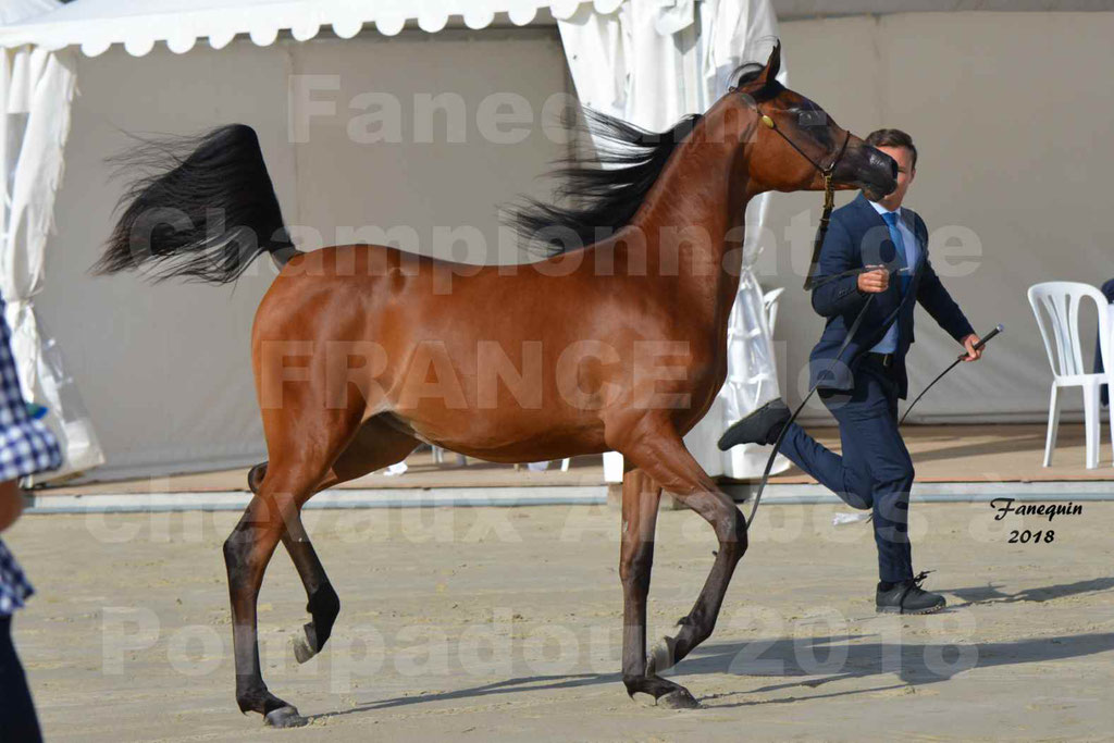 Championnat de FRANCE de chevaux Arabes à Pompadour en 2018 - BO AS ALEXANDRA - Notre Sélection - 15