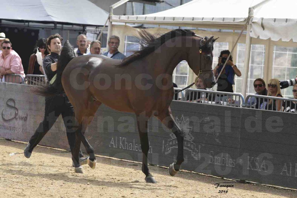 Championnat du pur-sang arabe de la Méditerranée et des pays arabes - MENTON 2016 - EKS ALIHANDRO - Notre Sélection - 08