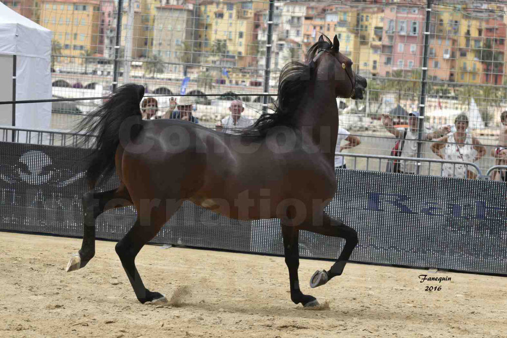 Championnat du pur-sang arabe de la Méditerranée et des pays arabes - MENTON 2016 - EKS ALIHANDRO - Notre Sélection - 20