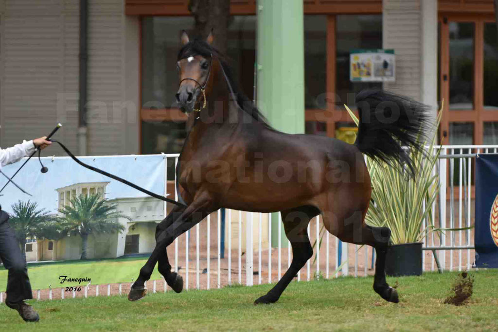 International Arabian Horse Show B de VICHY 2016 - MILLIAR - Notre Sélection - 15