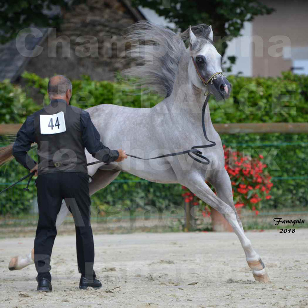 Championnat de FRANCE de chevaux Arabes à Pompadour en 2018 - SH CHAGALL - Notre Sélection - 12