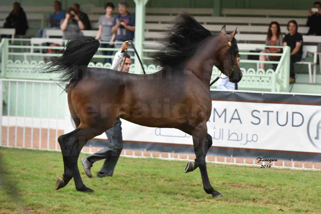 International Arabian Horse Show B de VICHY 2016 - MILLIAR - Notre Sélection - 14