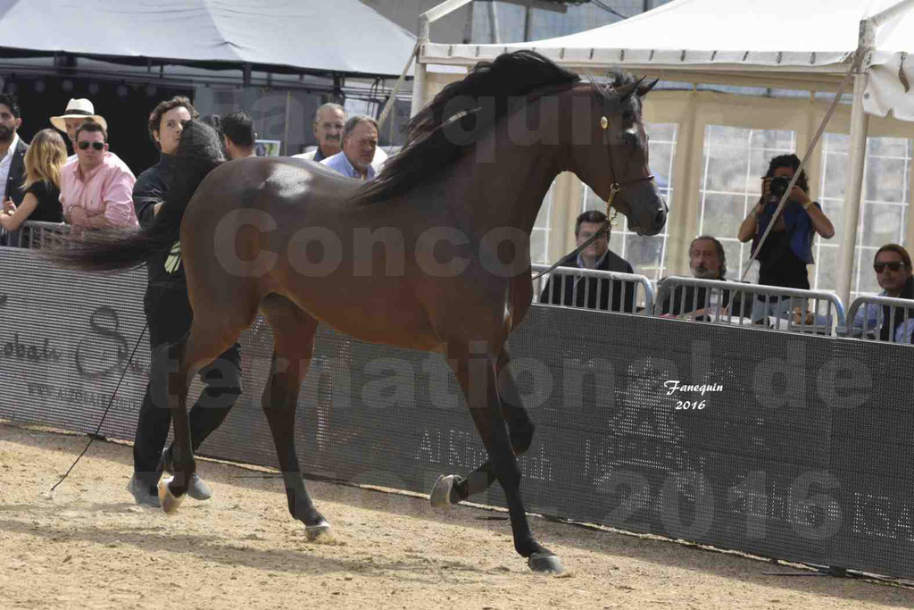 Championnat du pur-sang arabe de la Méditerranée et des pays arabes - MENTON 2016 - EKS ALIHANDRO - Notre Sélection - 07