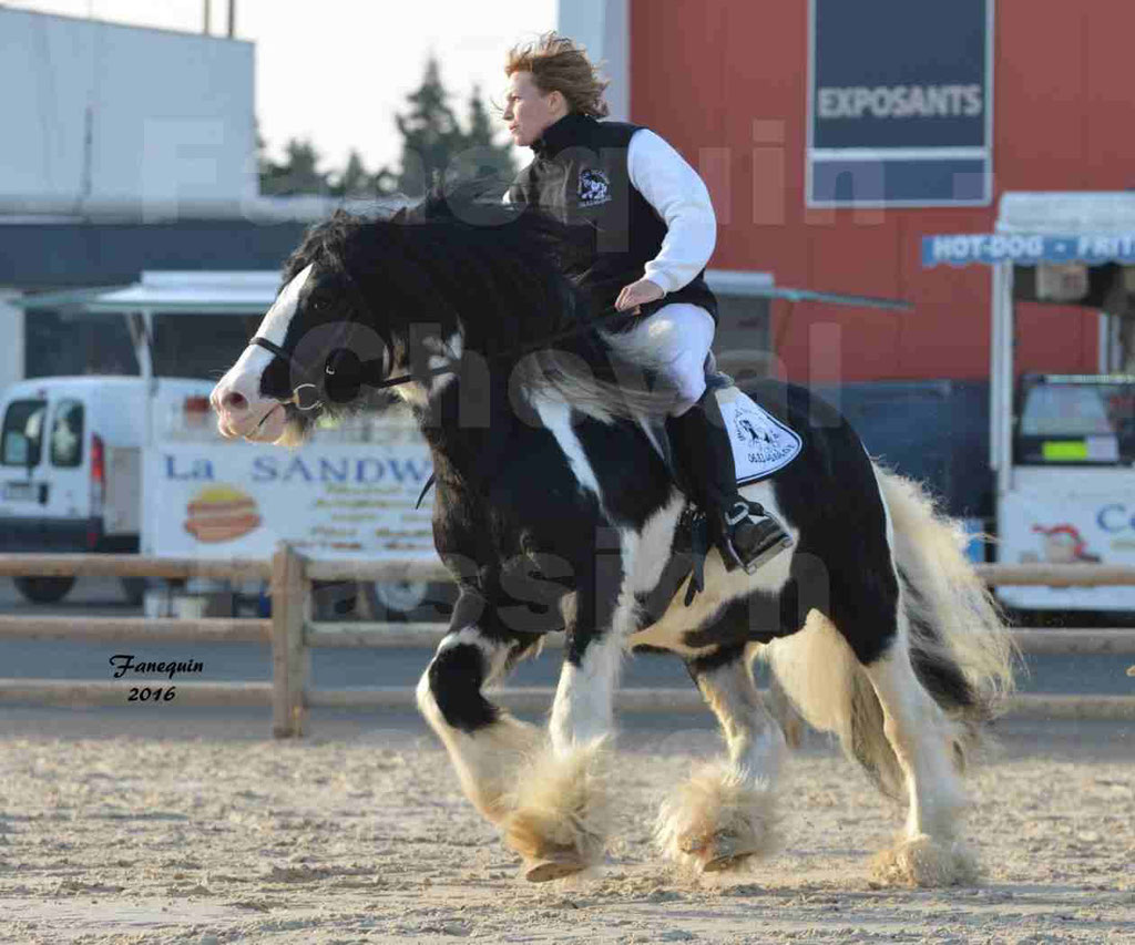 Cheval Passion 2016 - IRISH COB - monté par une cavalière - 09