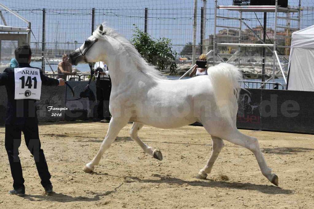 Championnat du Pur Sang Arabe de la Méditerranée et des pays Arabes - MENTON 2016 - RASWAN DE GARGASSAN - Notre Sélection - 03