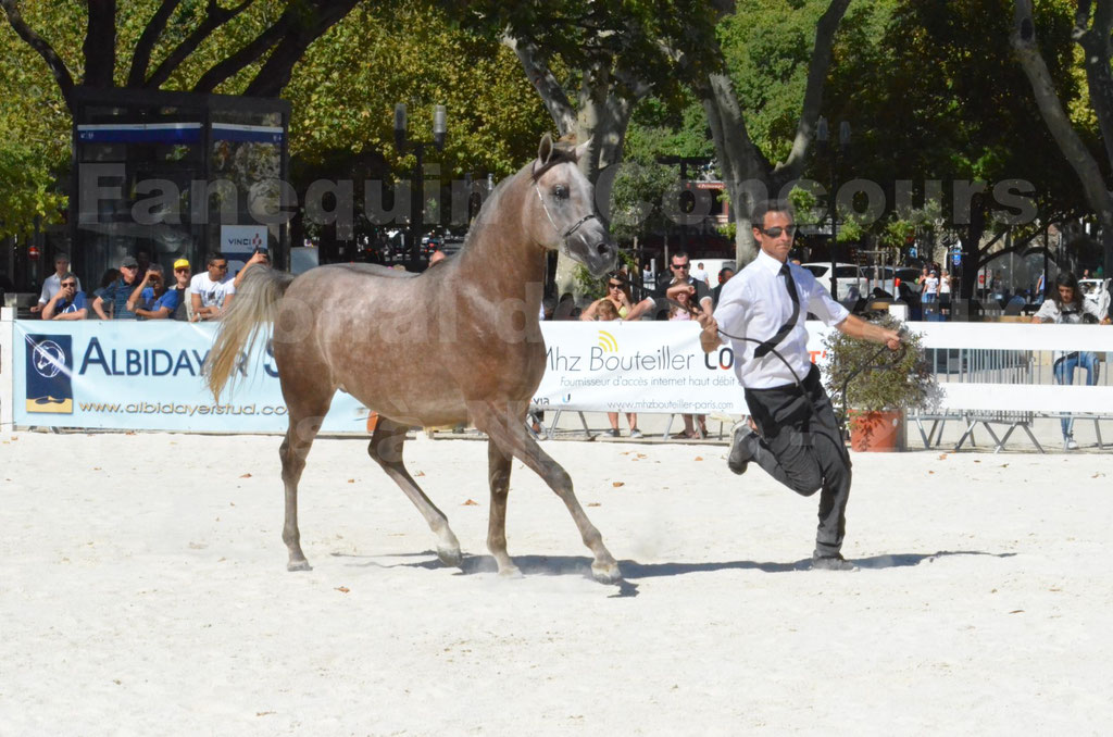 Concours régional de Nîmes de chevaux Arabes - 2014 - CHEM'S PHARAON - 07