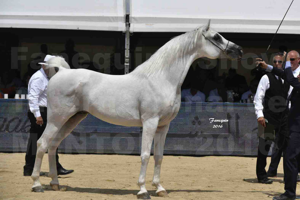 Championnat du Pur Sang Arabe de la Méditerranée et des pays Arabes - MENTON 2016 - RASWAN DE GARGASSAN - Notre Sélection - 21