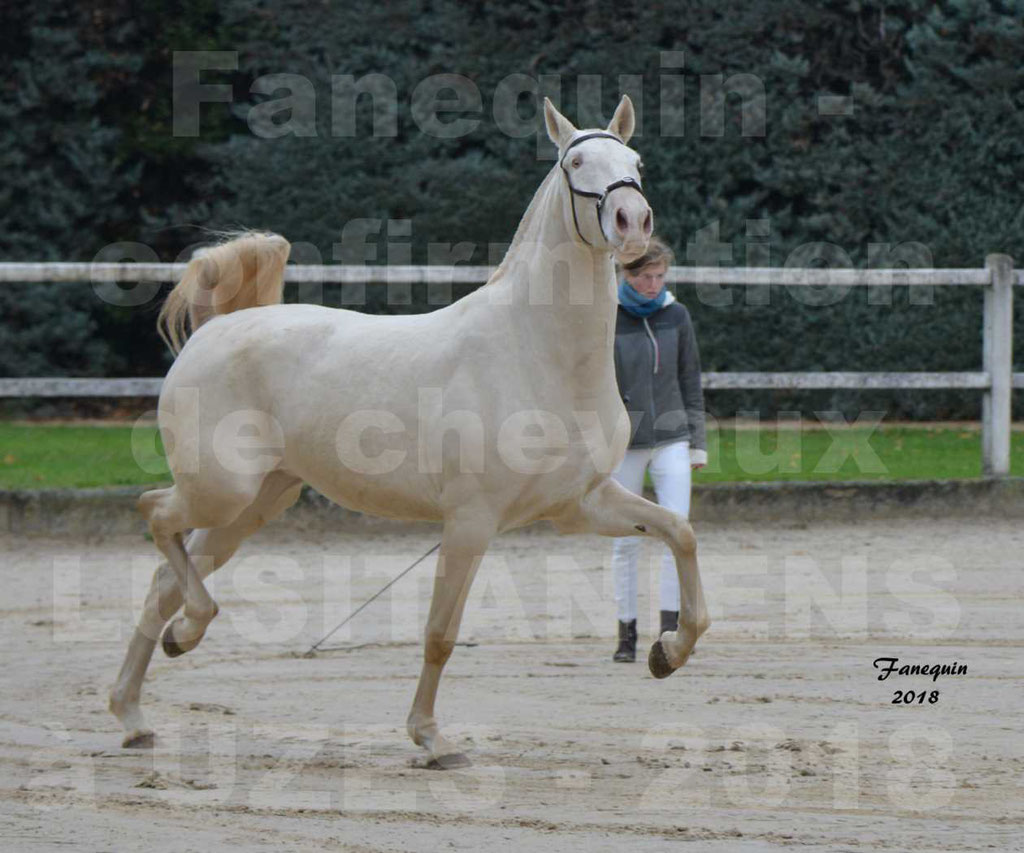 Confirmation de chevaux LUSITANIENS de Novembre 2018 - LOLIBLEU