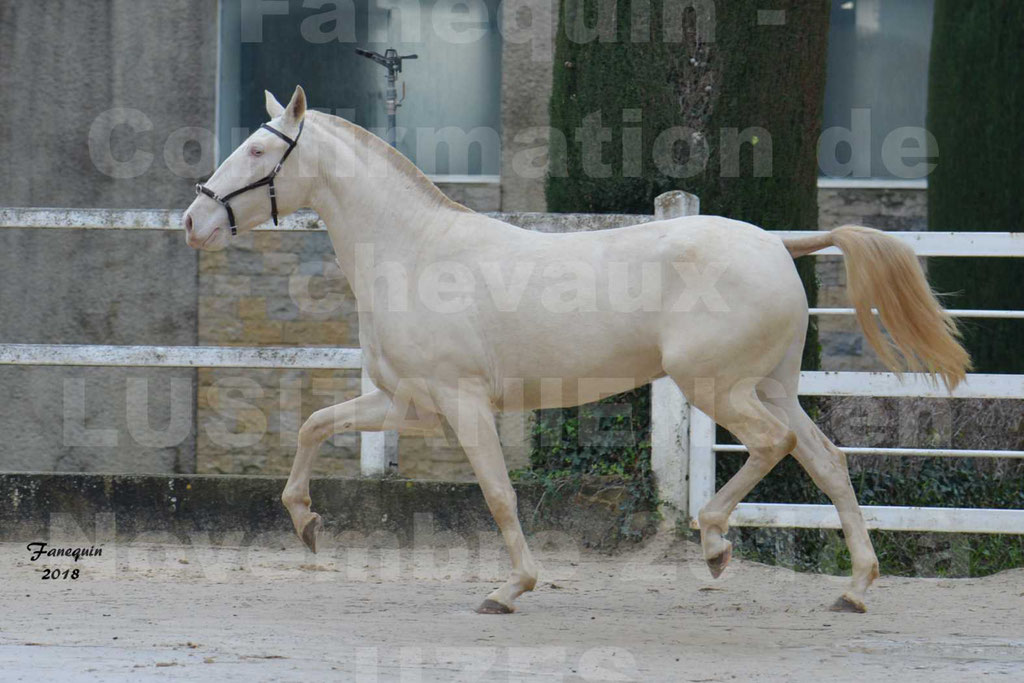 Confirmation de chevaux LUSITANIENS aux Haras d'UZES Novembre 2018 - LOLIBLOU - 28