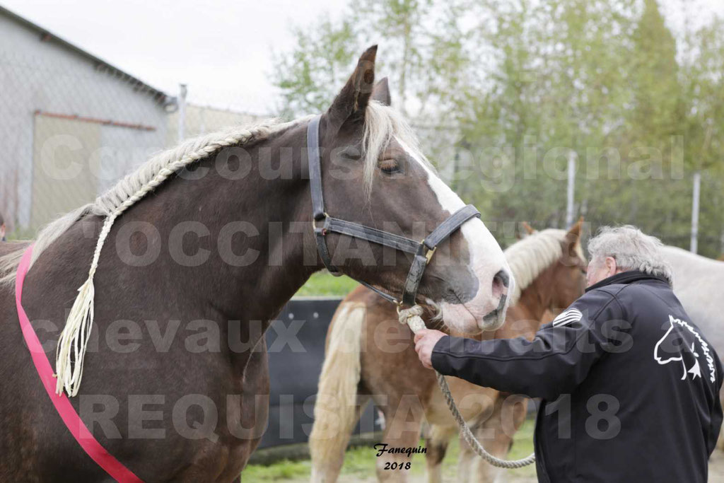 Concours Régional "OCCITANIE" Modèles et Allures de chevaux de trait à REQUISTA en 2018 - PORTRAITS - 02