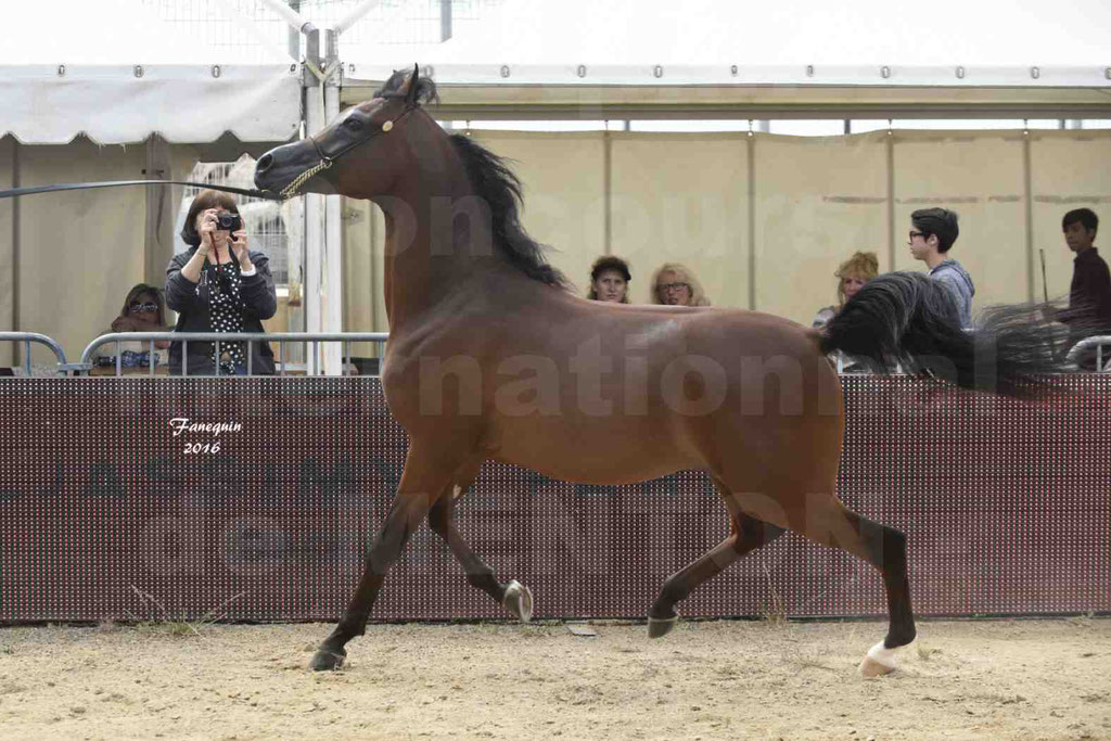 Championnat du pur-sang arabe de la Méditerranée et des pays arabes - MENTON 2016 - LUIGI - Notre Sélection - 08