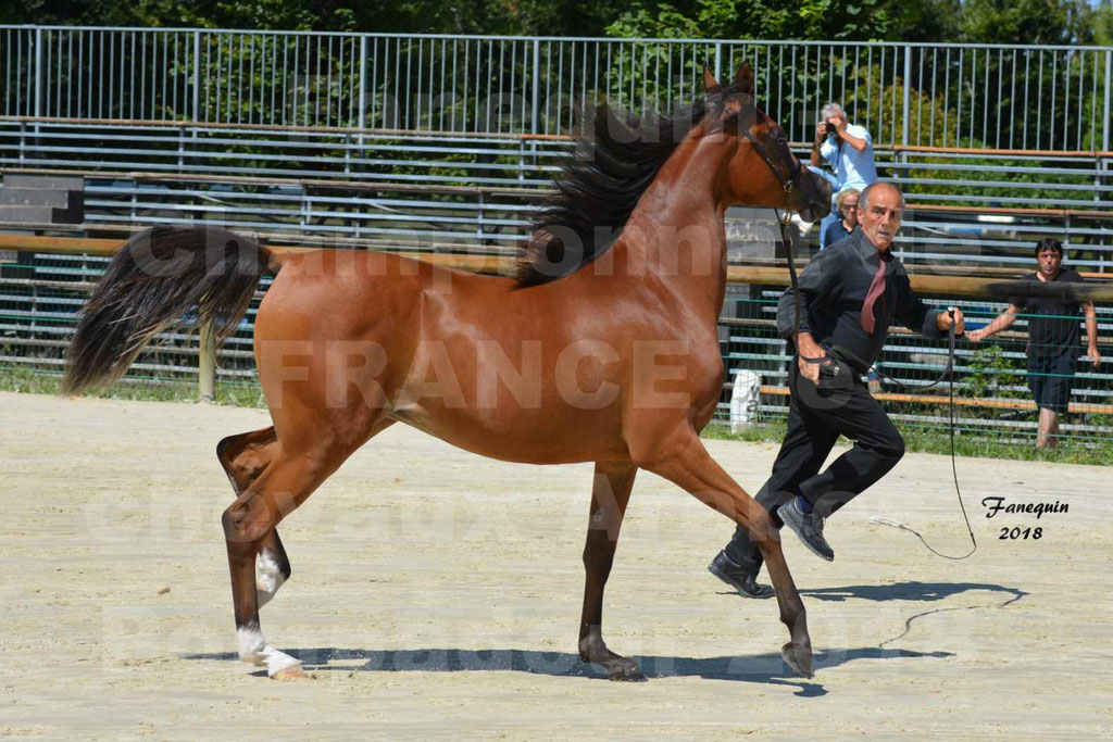 Championnat de FRANCE des chevaux Arabes à Pompadour en 2018 - SH CHARISMA - Notre Sélection - 22