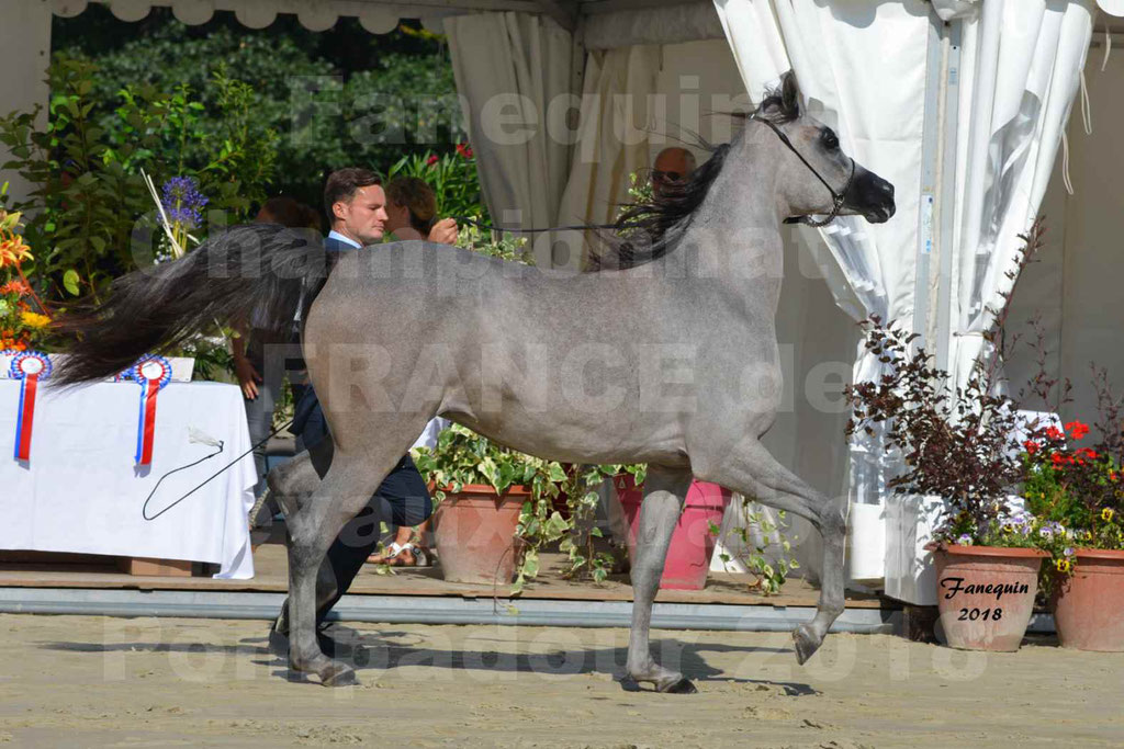 Championnat de FRANCE de chevaux Arabes à Pompadour en 2018 - SANIA DU CAYRON - Notre Sélection - 28