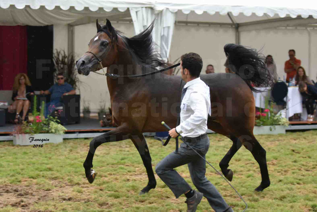 International Arabian Horse Show B de VICHY 2016 - MILLIAR - Notre Sélection - 31