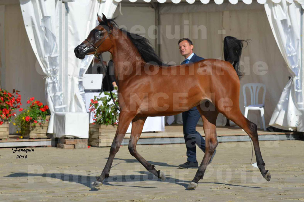 Championnat de FRANCE de chevaux Arabes à Pompadour en 2018 - BO AS ALEXANDRA - Notre Sélection - 25