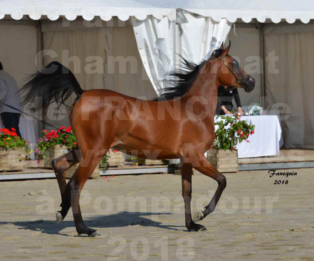 Championnat de FRANCE de chevaux Arabes à Pompadour en 2018 - BO AS ALEXANDRA - Notre Sélection - 40