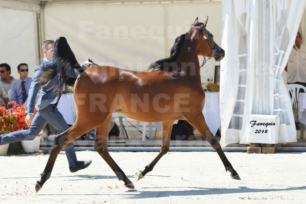 Championnat de FRANCE de chevaux Arabes à Pompadour en 2018 - BO AS ALEXANDRA - Notre Sélection - 02