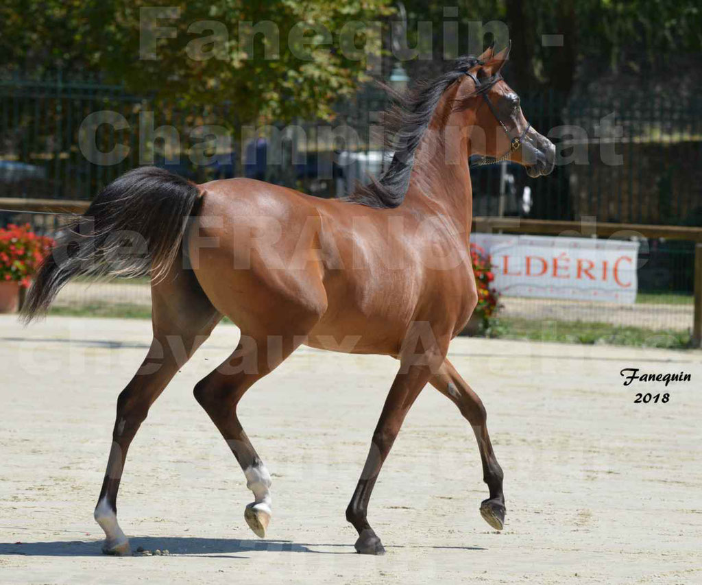 Championnat de FRANCE des chevaux Arabes à Pompadour en 2018 - SH CHARISMA - Notre Sélection - 32