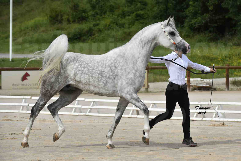 Show National de CHAZEY sur AIN - CIRCE AUSSOUA - 2