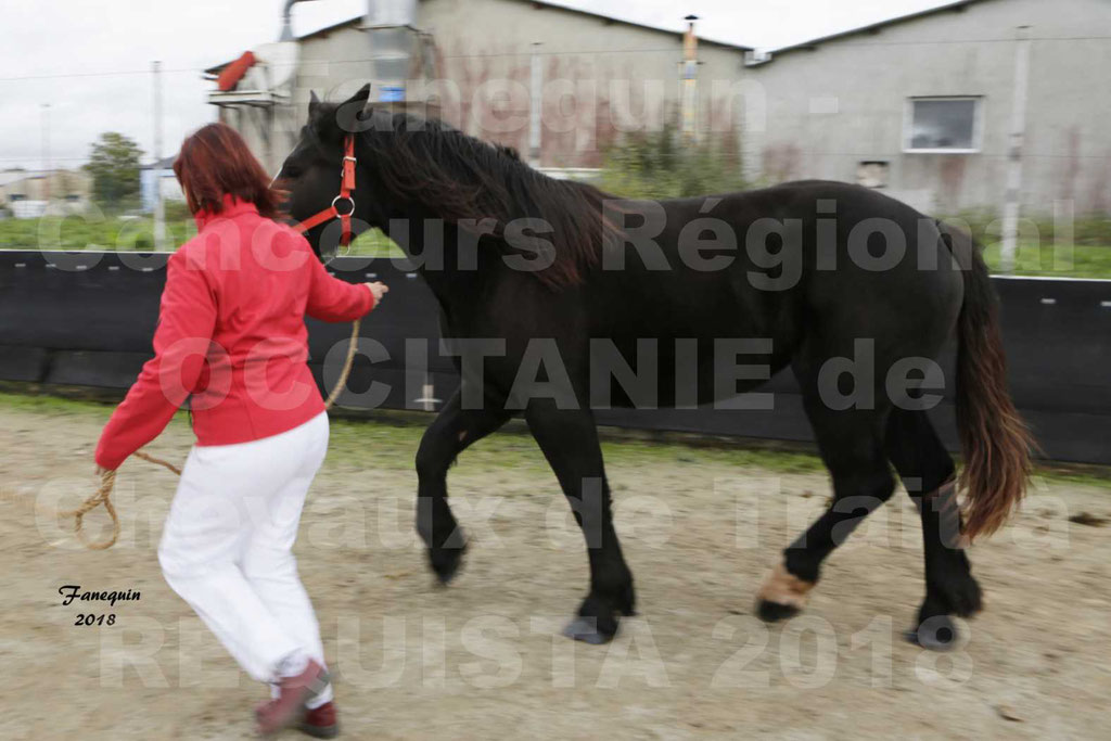 Concours Régional "OCCITANIE" de Chevaux de Traits à REQUISTA en 2018 - HAVANA DU FIOU - 2
