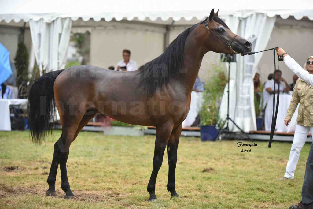 International Arabian Horse Show B de VICHY 2016 - MILLIAR - Notre Sélection - 37