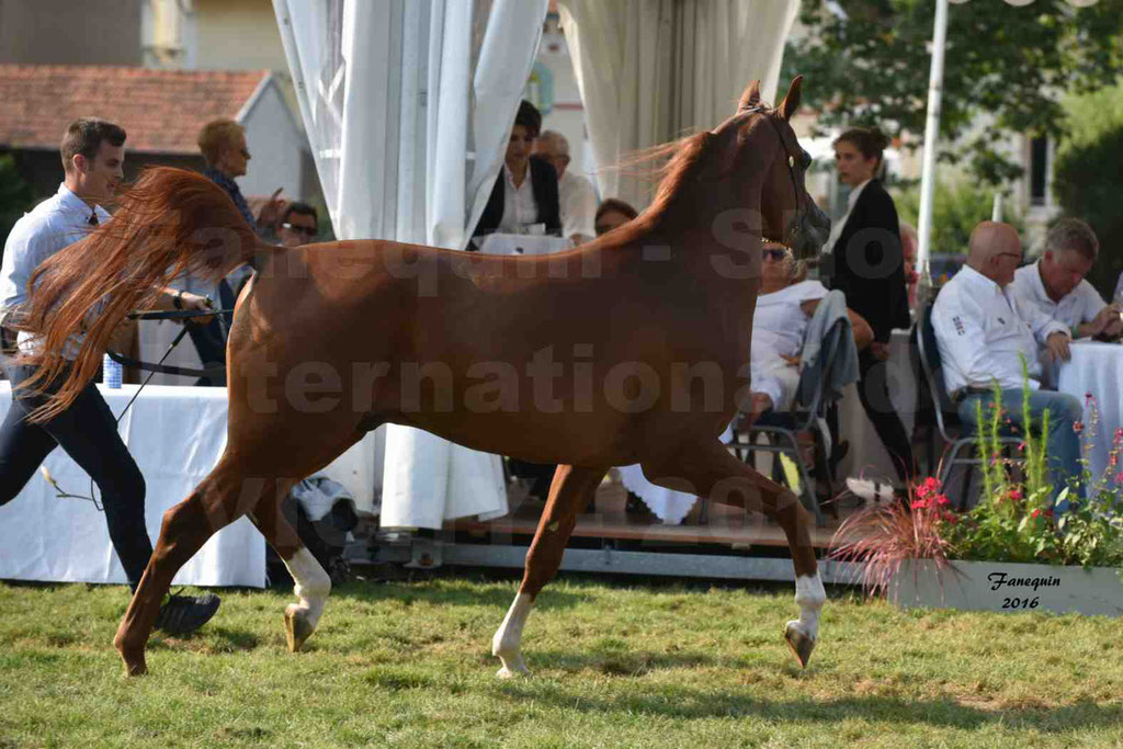 International Arabian Horse Show B de VICHY 2016 - DZHARI NUNKI - Notre Sélection - 39