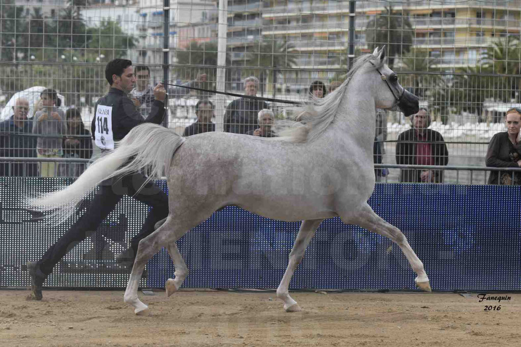 Championnat du pur-sang arabe de la Méditerranée et des pays arabes - MENTON 2016 - JALAL AL JASSIMYA - Notre Sélection - 05