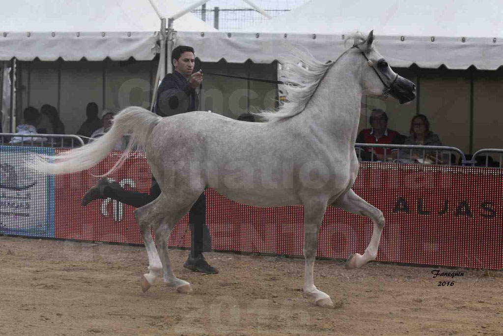 Championnat du pur-sang arabe de la Méditerranée et des pays arabes - MENTON 2016 - JALAL AL JASSIMYA - Notre Sélection - 01