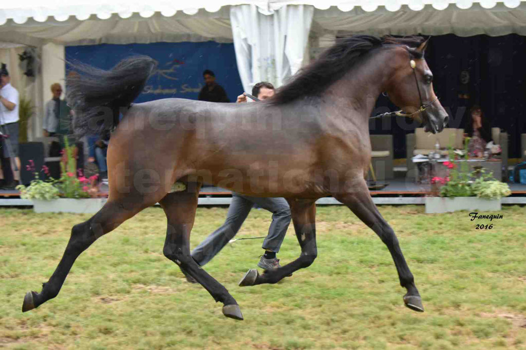 International Arabian Horse Show B de VICHY 2016 - MILLIAR - Notre Sélection - 28