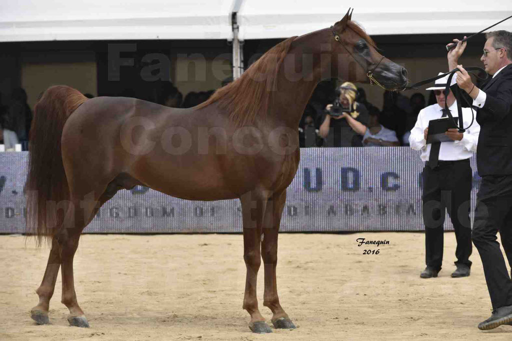 Championnat du pur-sang arabe de la Méditerranée et des pays arabes - MENTON 2016 - FAKHR AL KHALEDIAH - Notre Sélection - 32