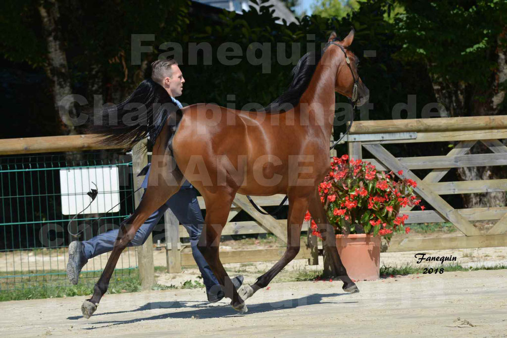 Championnat de FRANCE de chevaux Arabes à Pompadour en 2018 - BO AS ALEXANDRA - Notre Sélection - 07