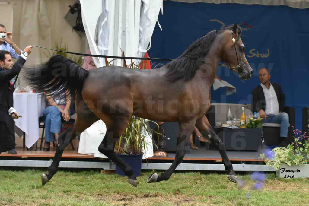 International Arabian Horse Show B de VICHY 2016 - MILLIAR - Notre Sélection - 08