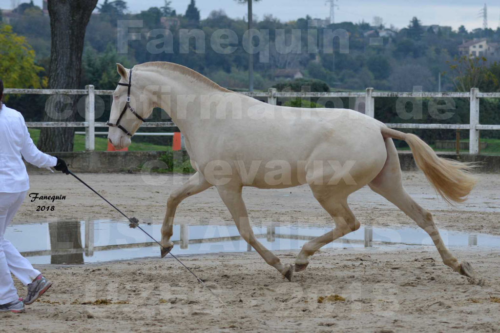 Confirmation de chevaux LUSITANIENS aux Haras d'UZES Novembre 2018 - LOLIBLOU - 03