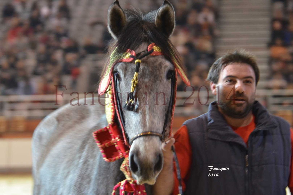 Show des races - Chevaux BARBE 30