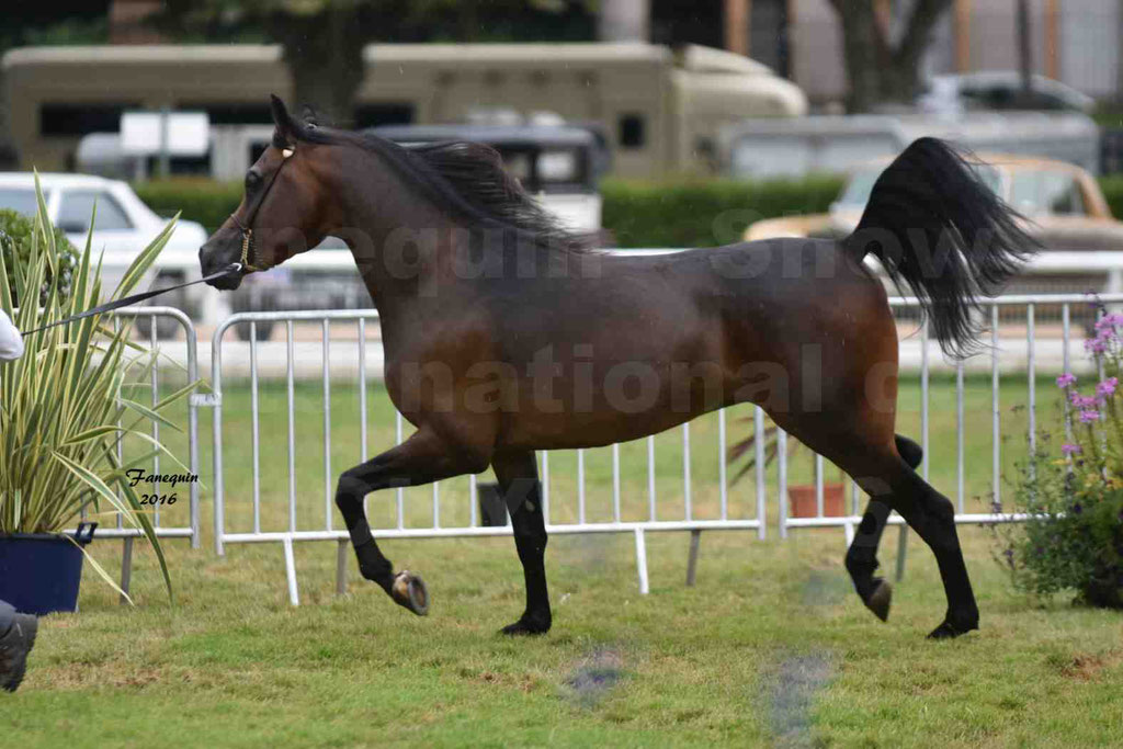 International Arabian Horse Show B de VICHY 2016 - MILLIAR - Notre Sélection - 23