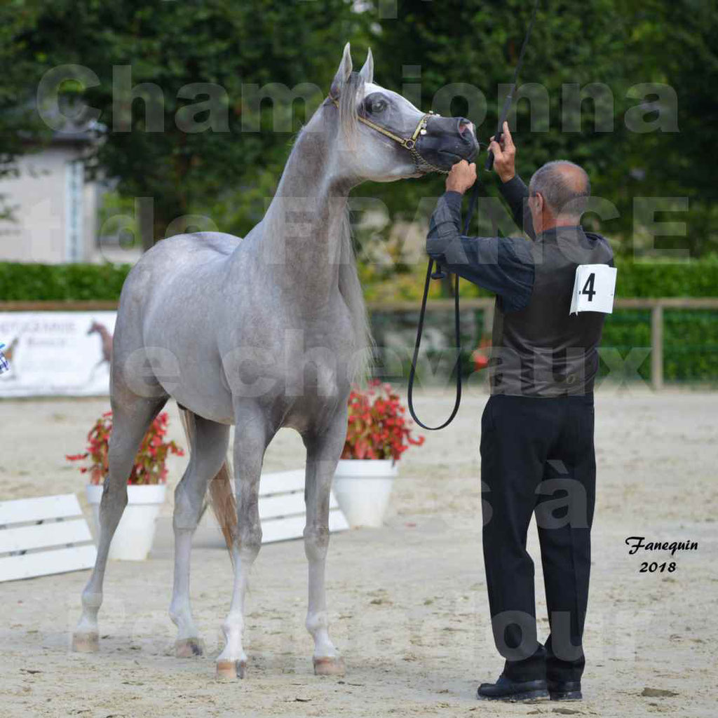 Championnat de FRANCE de chevaux Arabes à Pompadour en 2018 - SH CHAGALL - Notre Sélection - 13