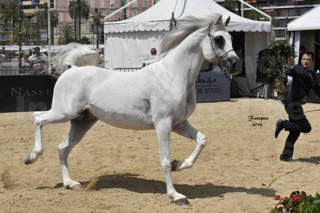 Championnat du Pur Sang Arabe de la Méditerranée et des pays Arabes - MENTON 2016 - RASWAN DE GARGASSAN - Notre Sélection - 09