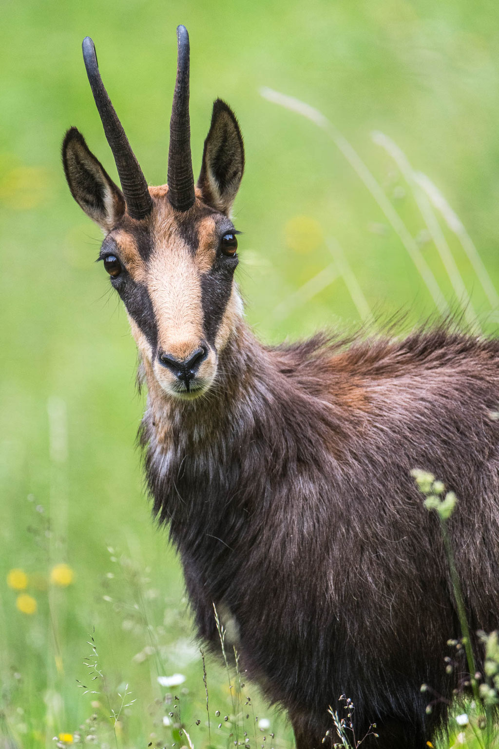 Gämsenportrait