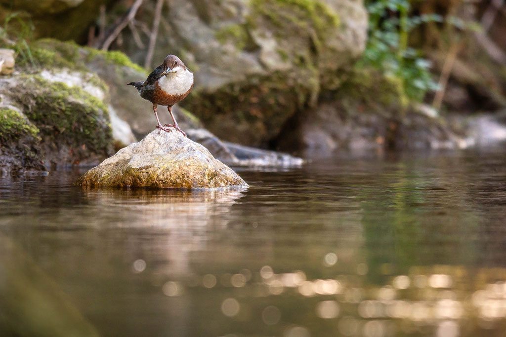 Wasseramsel an der heimischen Achen