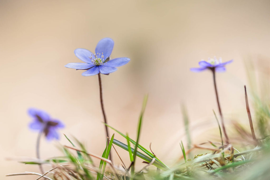 Leberblümchen