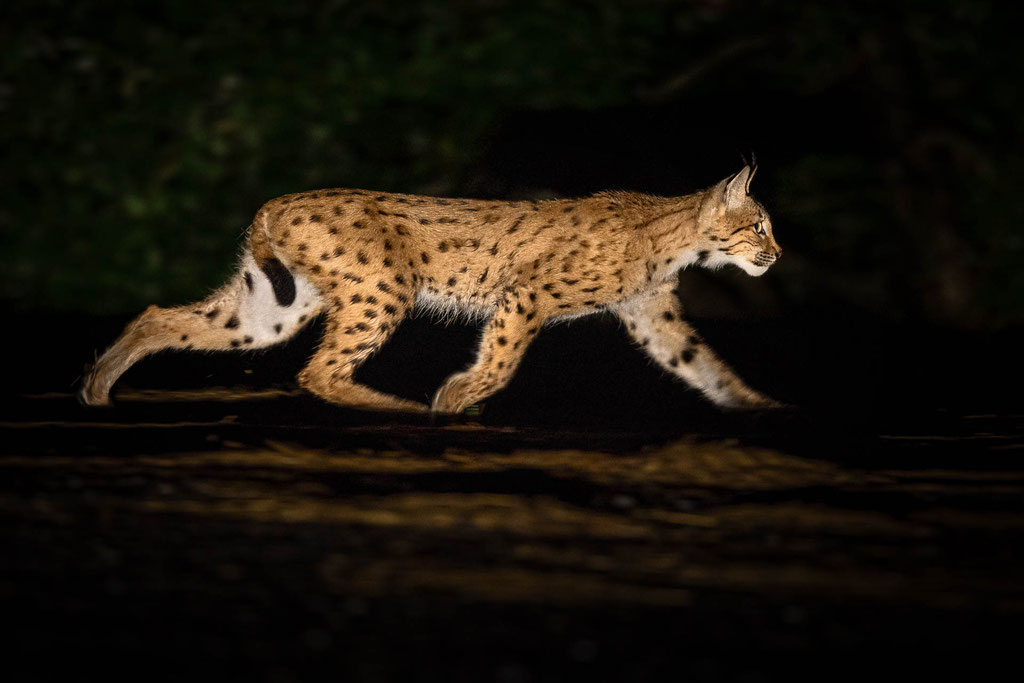 Nächtliche Begegnung mit einem wildlebenden Luchs
