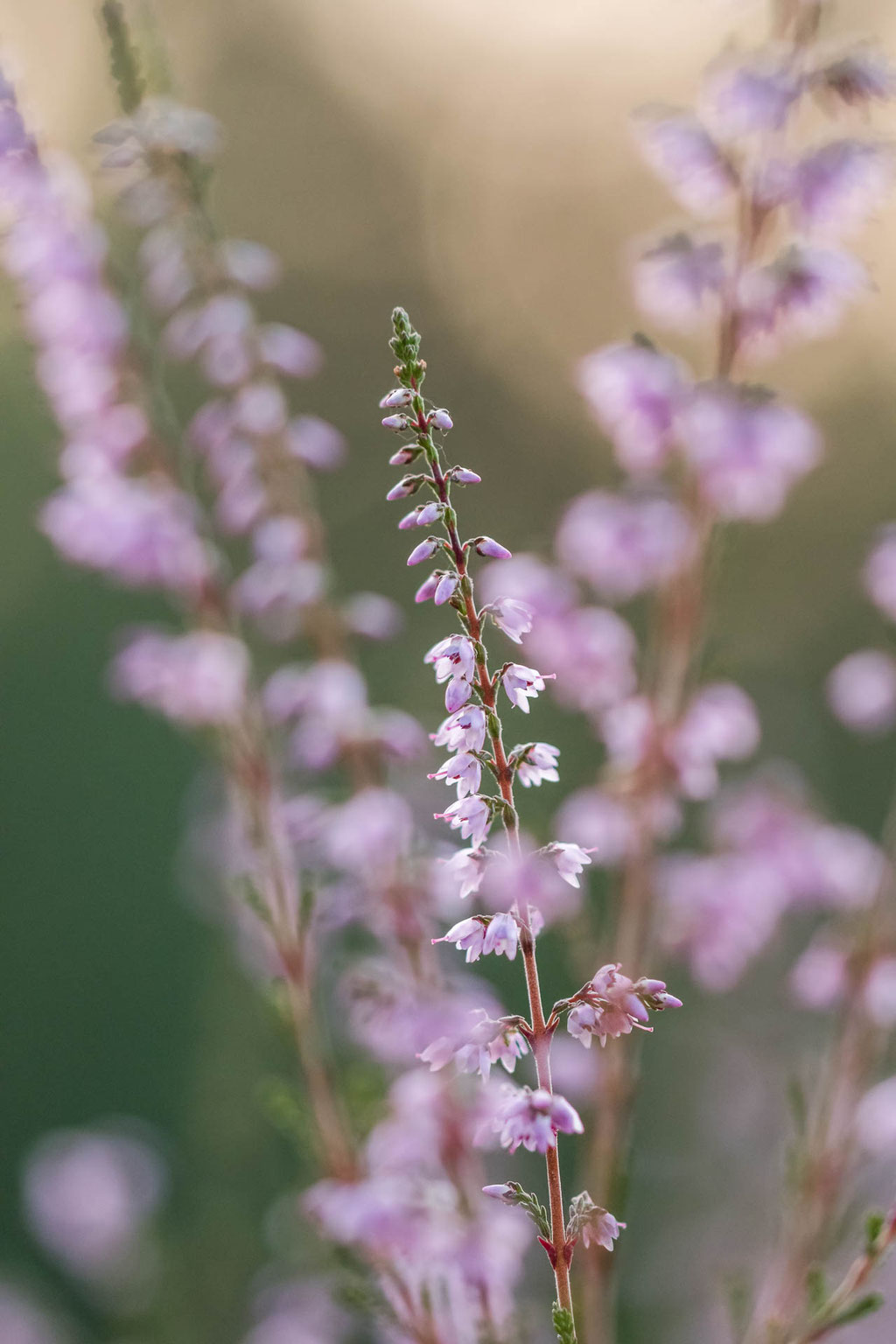 Heideblüte