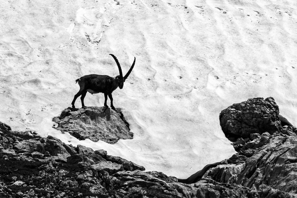 Alpensteinbock im Altschneefeld