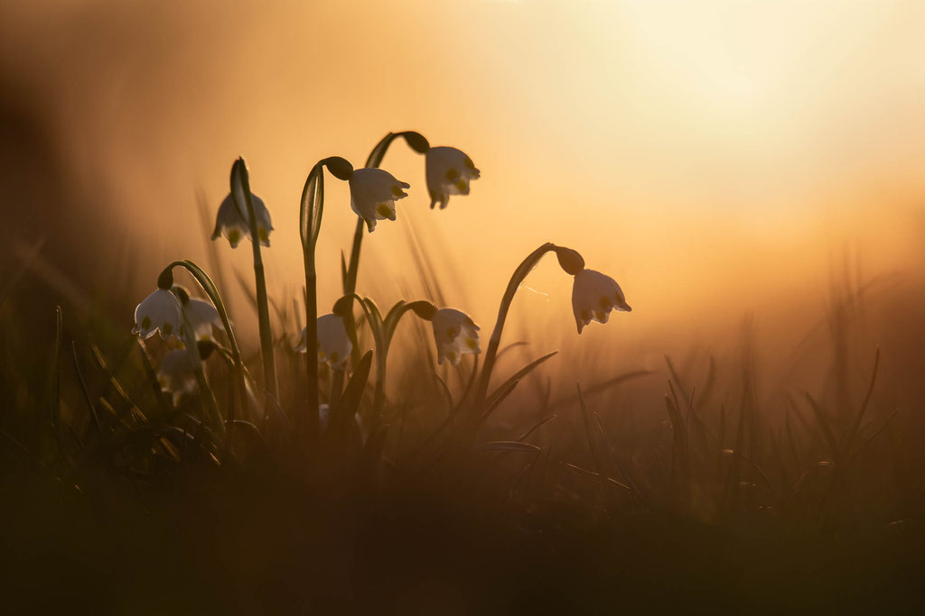 Märzenbecher im Abendlicht