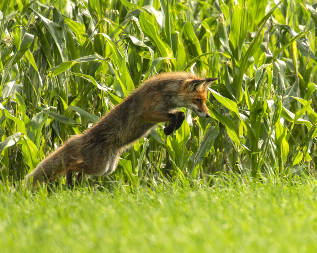 mein schöner Fuchs wieder beim Mäusesprung