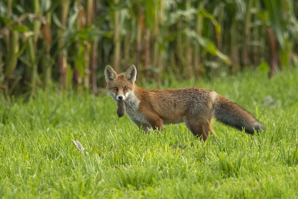 Yeah Fuchs mit Maus :-)