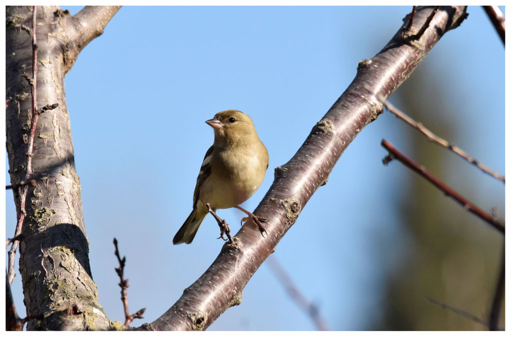 Pinson des arbres femelle