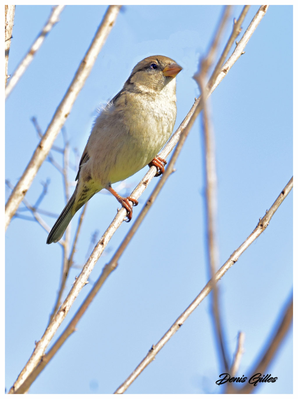 Moineau soulcie